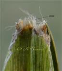  Ligule